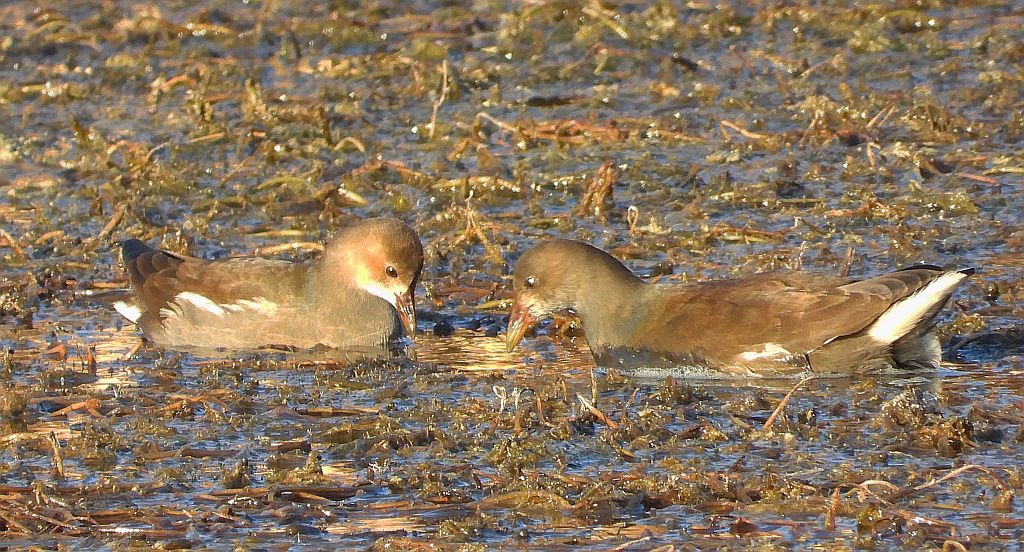 Kokoszka zwyczajna, kokoszka, kokoszka wodna, (Gallinula chloropus)