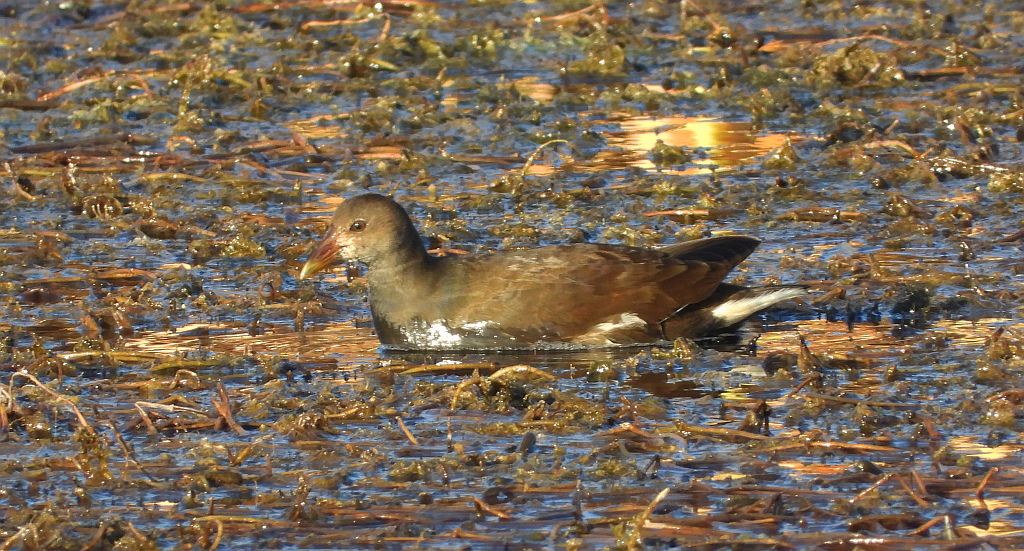 Kokoszka zwyczajna, kokoszka, kokoszka wodna, (Gallinula chloropus)