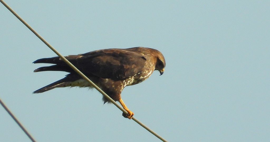 Myszołów zwyczajny, myszołów (Buteo buteo)