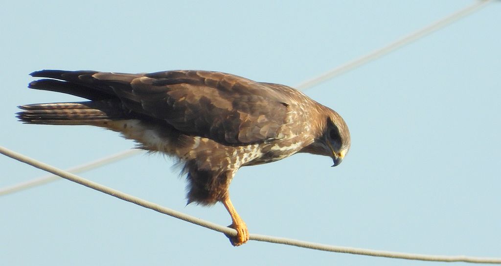 Myszołów zwyczajny, myszołów (Buteo buteo)