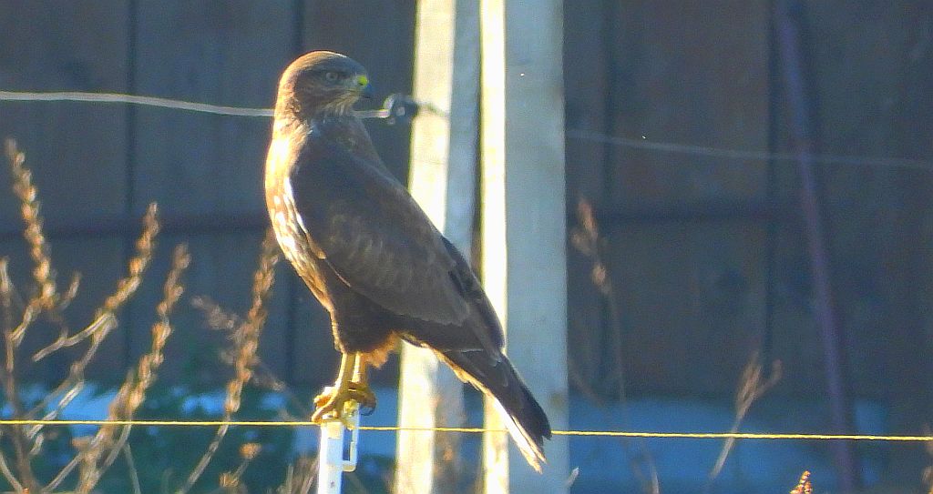 Myszołów zwyczajny, myszołów (Buteo buteo)