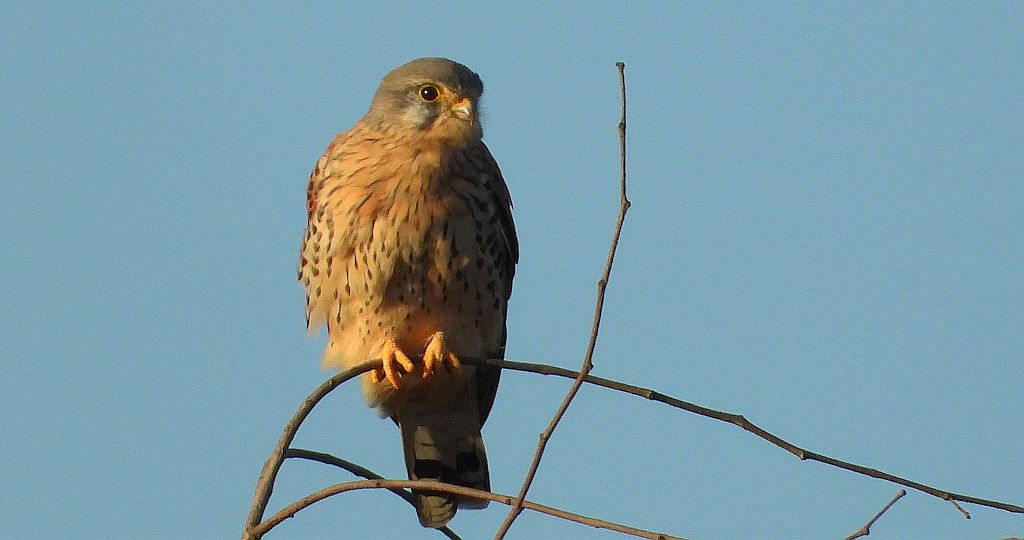 Pustułka zwyczajna, pustułka (Falco tinnunculus)