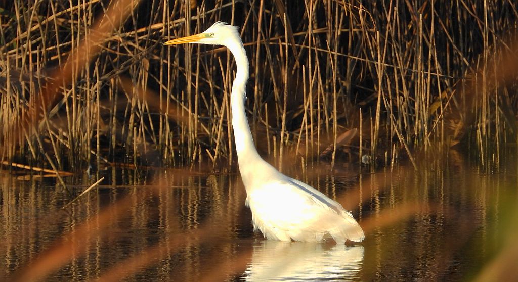 Czapla biała (Ardea alba)