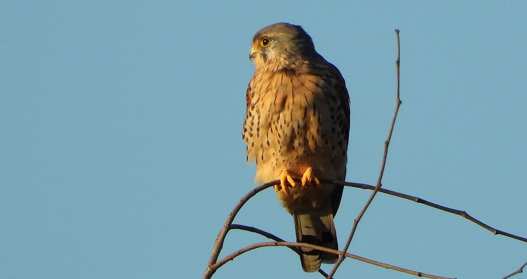 Pustułka zwyczajna, pustułka (Falco tinnunculus)