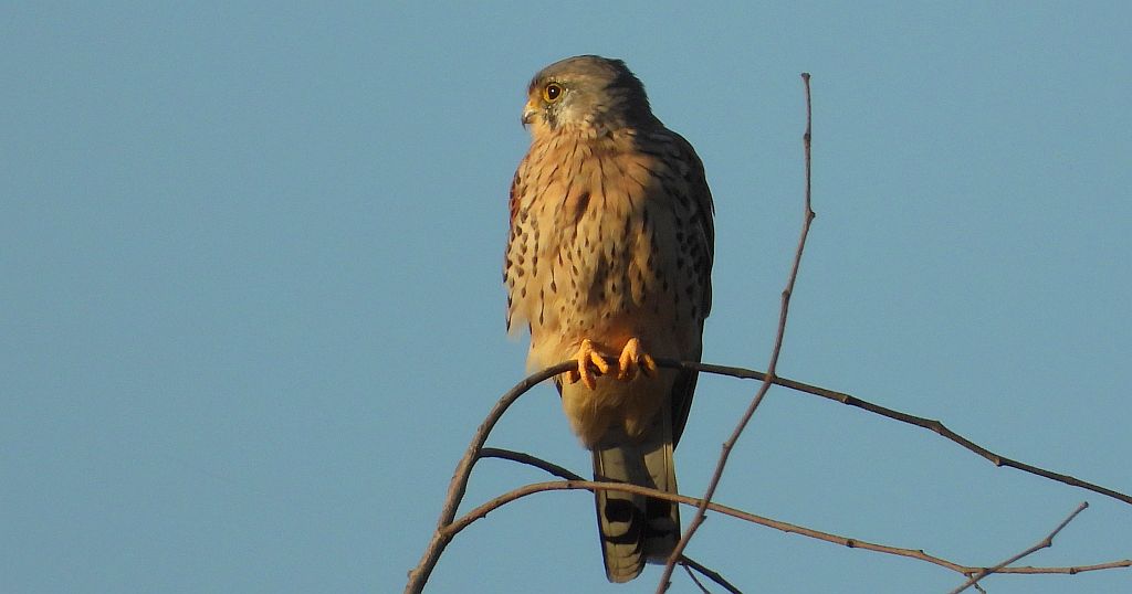 Pustułka zwyczajna, pustułka (Falco tinnunculus)