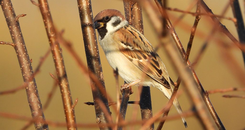Mazurek, wróbel mazurek, wróbel polny (Passer montanus)