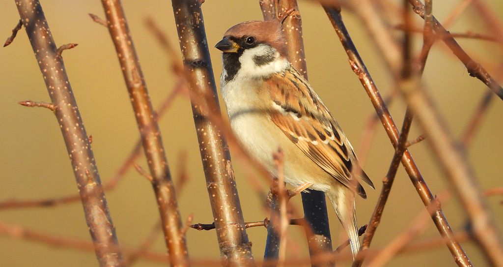 Mazurek, wróbel mazurek, wróbel polny (Passer montanus)