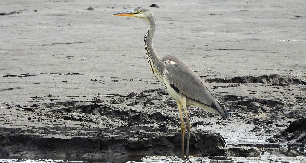 Czapla siwa (Ardea cinerea)