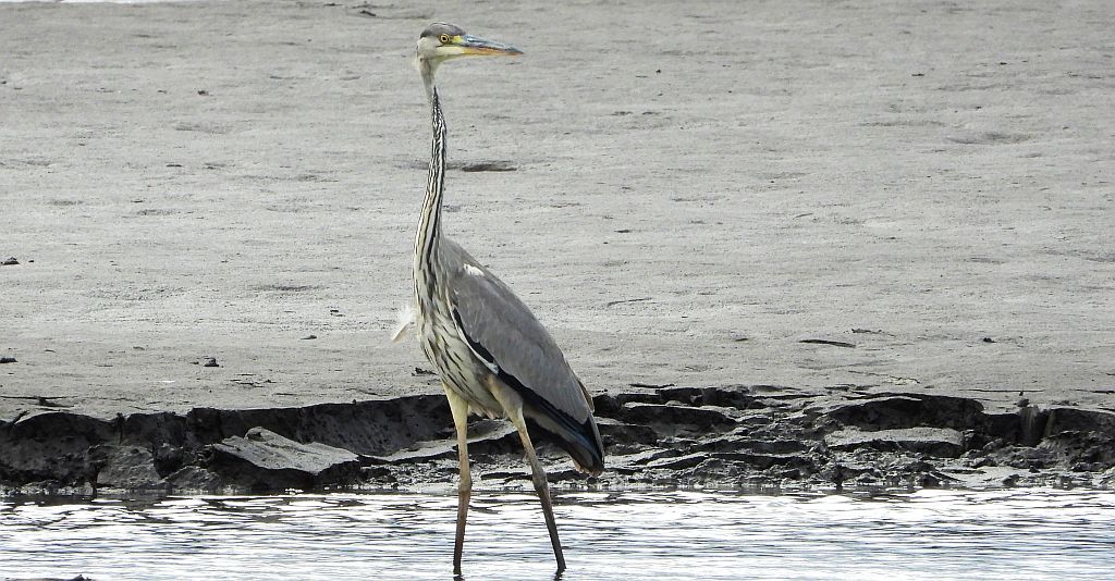 Czapla siwa (Ardea cinerea)