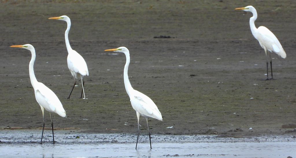 Czapla biała (Ardea alba)