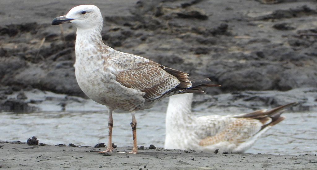 Mewa białogłowa (Larus cachinnans)