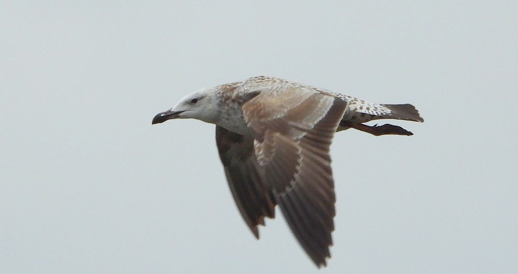 Mewa białogłowa (Larus cachinnans)