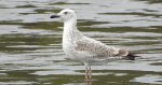 Mewa białogłowa (Larus cachinnans)