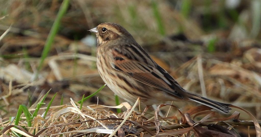 Potrzos zwyczajny, potrzos (Schoeniclus schoeniclus)