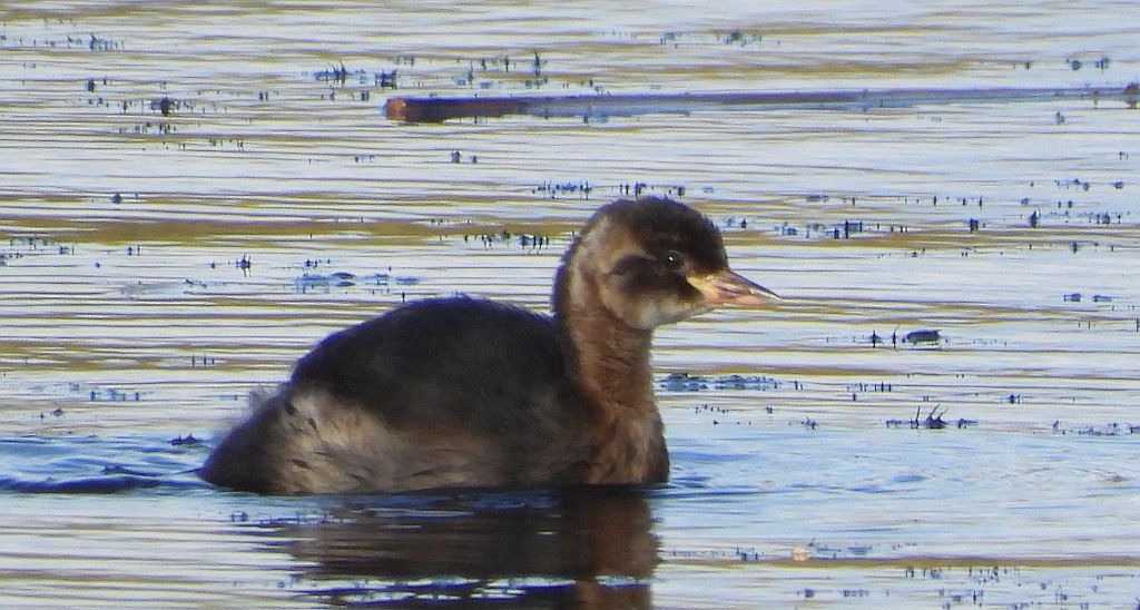 Perkozek zwyczajny, perkozek (Tachybaptus ruficollis)