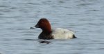 Głowienka zwyczajna, głowienka, kaczka rdzawogłowa, kaczka czerwonoszyja, kaczka kasztanowata (Aythya ferina)