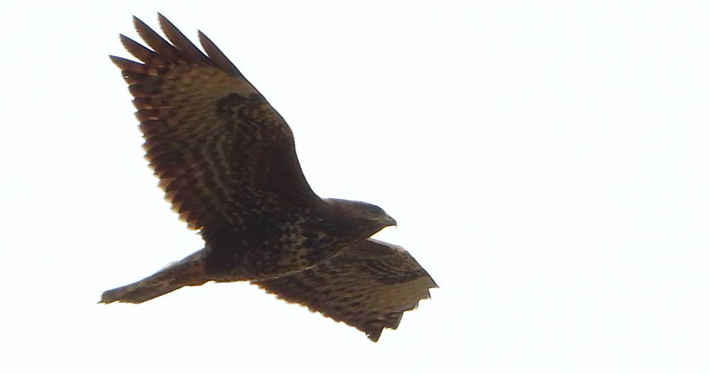 Myszołów zwyczajny, myszołów (Buteo buteo)