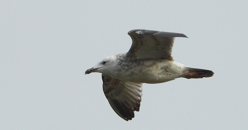 Mewa białogłowa (Larus cachinnans)
