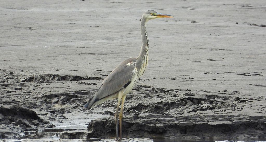 Czapla siwa (Ardea cinerea)
