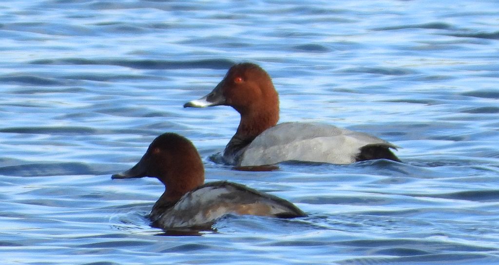 Głowienka zwyczajna, głowienka, kaczka rdzawogłowa, kaczka czerwonoszyja, kaczka kasztanowata (Aythya ferina)