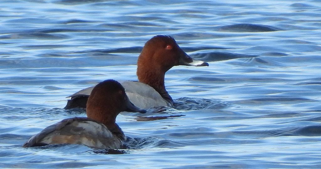 Głowienka zwyczajna, głowienka, kaczka rdzawogłowa, kaczka czerwonoszyja, kaczka kasztanowata (Aythya ferina)