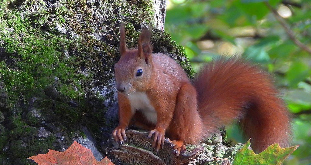 Wiewiórka pospolita (Sciurus vulgaris)