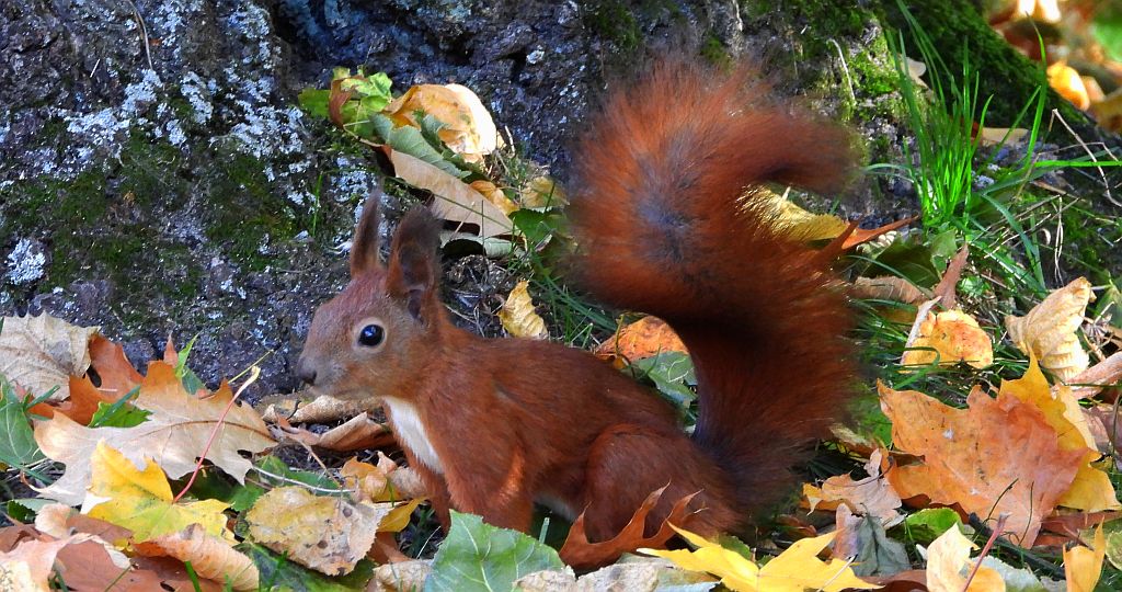 Wiewiórka pospolita (Sciurus vulgaris)