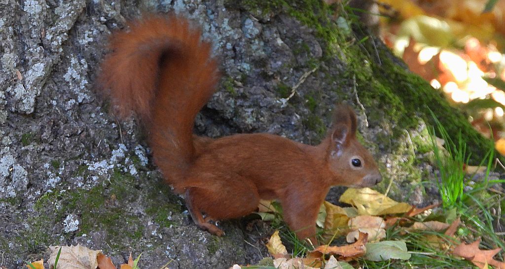 Wiewiórka pospolita (Sciurus vulgaris)