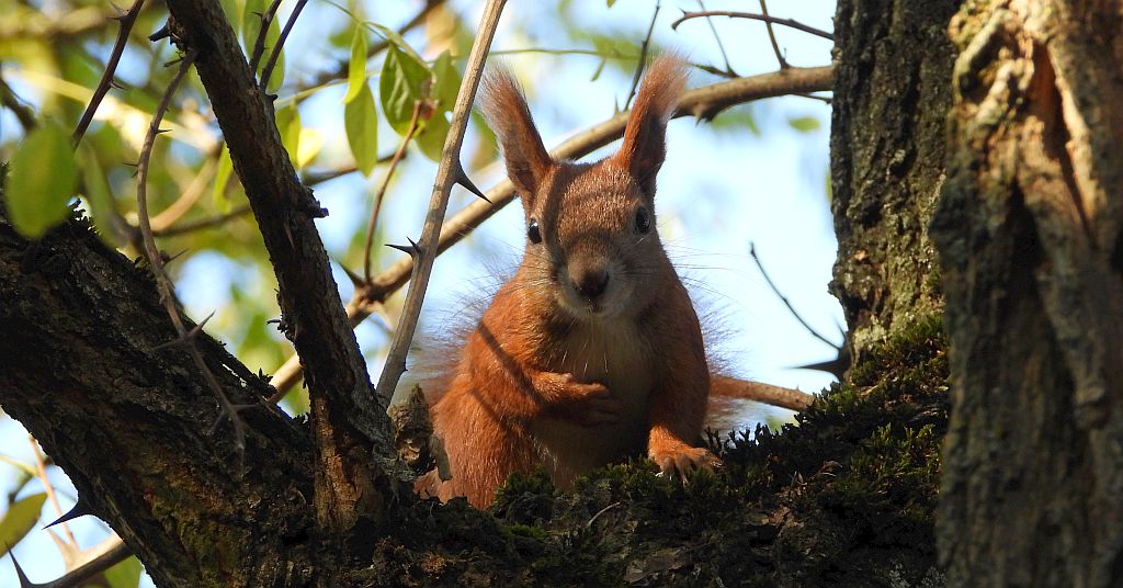 Wiewiórka pospolita (Sciurus vulgaris)