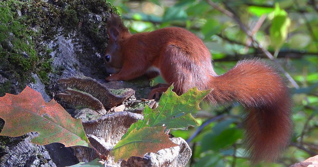 Wiewiórka pospolita (Sciurus vulgaris)