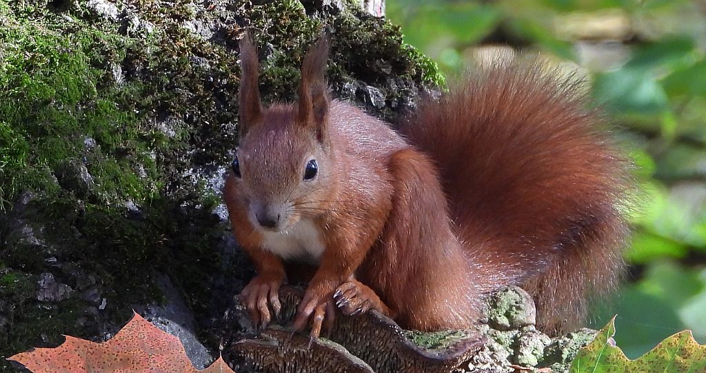 Wiewiórka pospolita (Sciurus vulgaris)