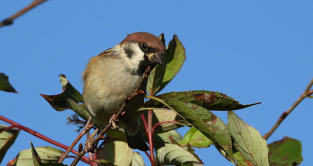 Mazurek (Passer montanus)
