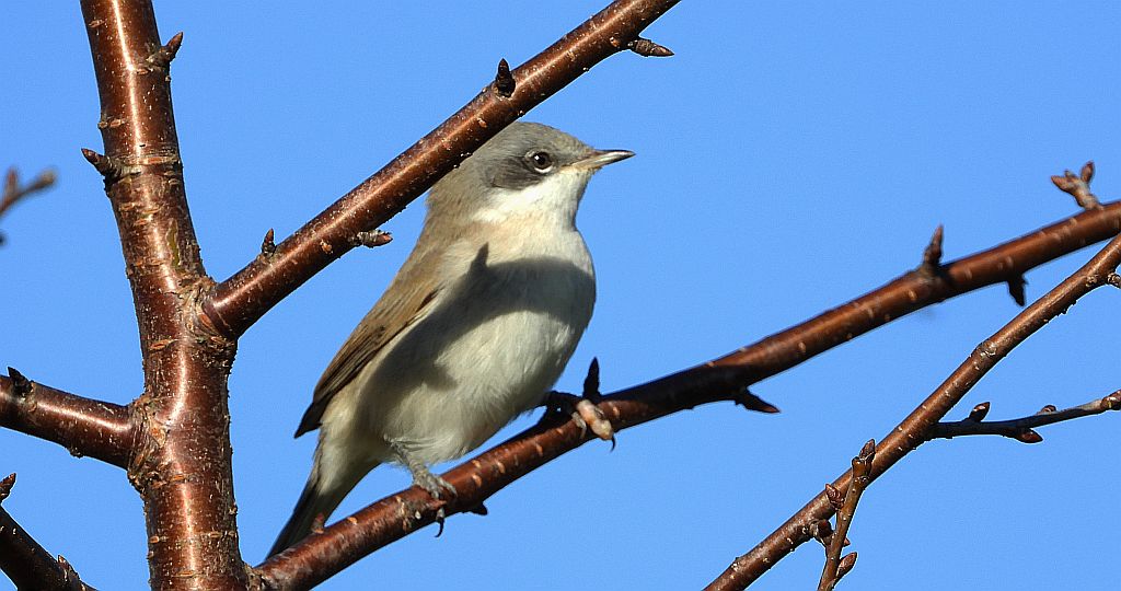 Piegża, piegża zwyczajna, gajówka piegża, pokrzewka piegża (Curruca curruca)