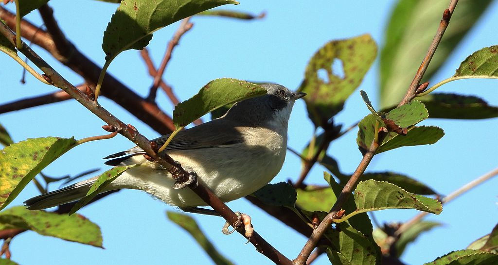 Piegża, piegża zwyczajna, gajówka piegża, pokrzewka piegża (Curruca curruca)
