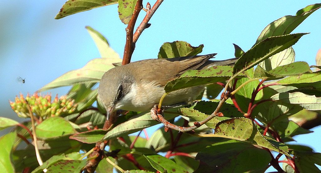 Piegża, piegża zwyczajna, gajówka piegża, pokrzewka piegża (Curruca curruca)