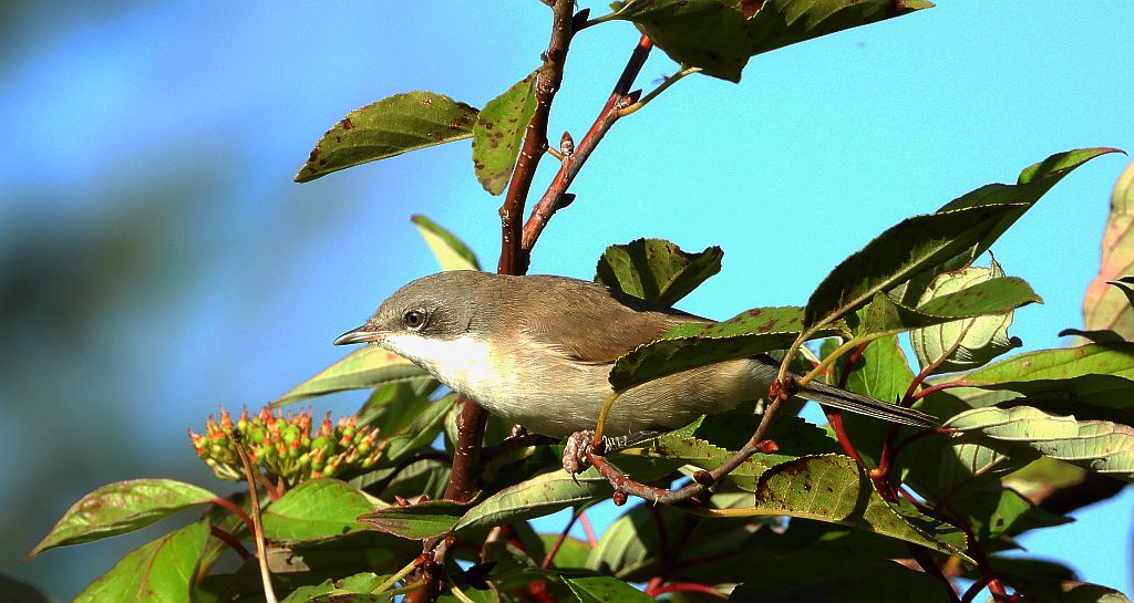 Piegża, piegża zwyczajna, gajówka piegża, pokrzewka piegża (Curruca curruca)