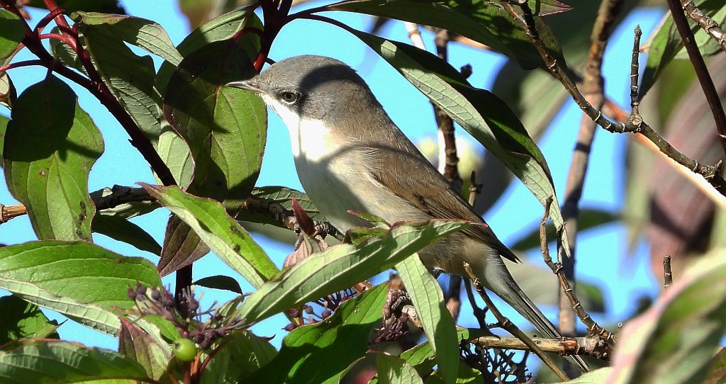 Piegża, piegża zwyczajna, gajówka piegża, pokrzewka piegża (Curruca curruca)