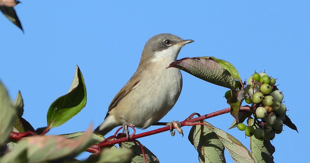 Piegża, piegża zwyczajna, gajówka piegża, pokrzewka piegża (Curruca curruca)