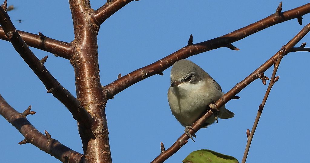 Piegża, piegża zwyczajna, gajówka piegża, pokrzewka piegża (Curruca curruca)