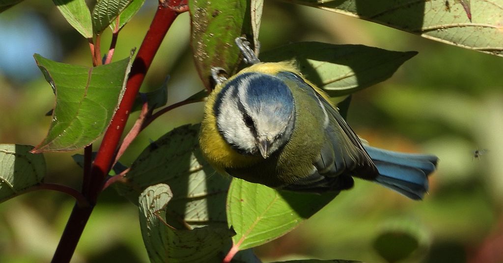 Modraszka zwyczajna, modraszka, sikora modra (Cyanistes caeruleus)
