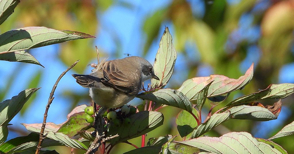 Piegża, piegża zwyczajna, gajówka piegża, pokrzewka piegża (Curruca curruca)