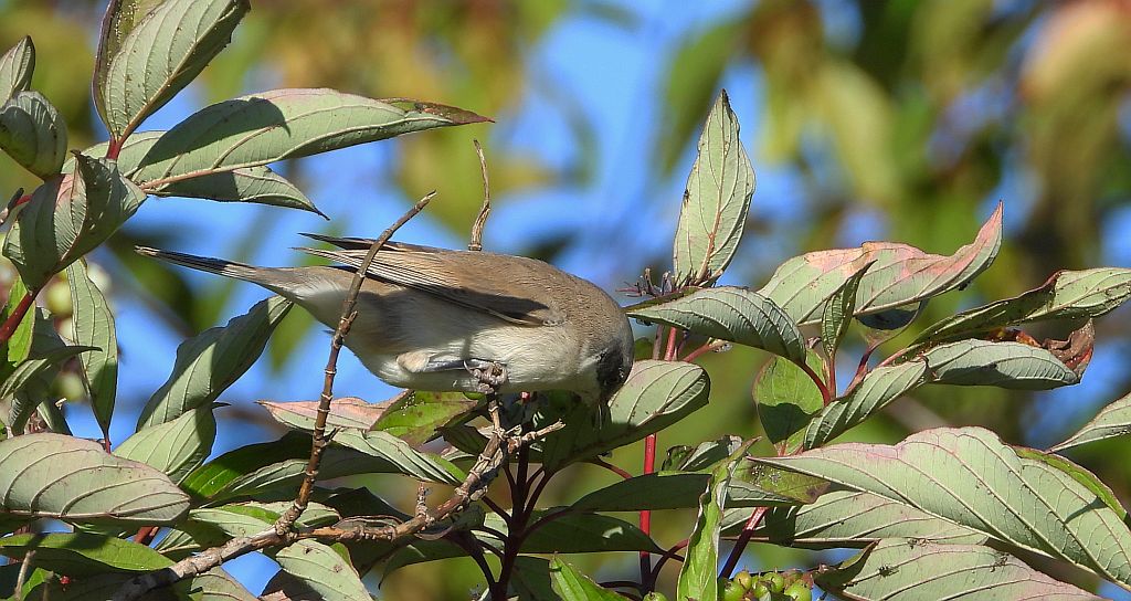 Piegża, piegża zwyczajna, gajówka piegża, pokrzewka piegża (Curruca curruca)