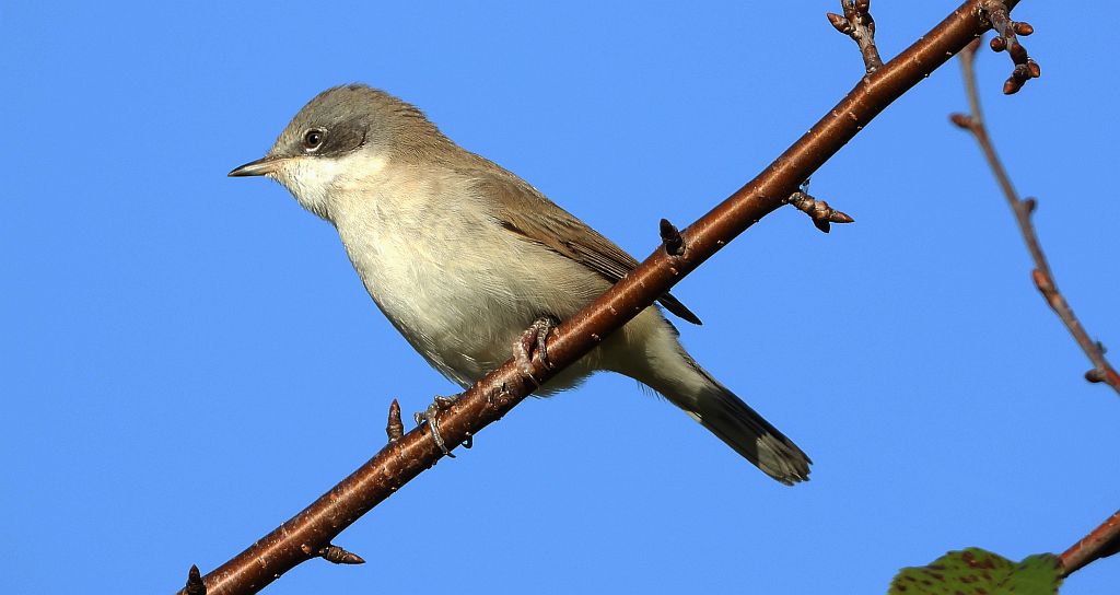 Piegża, piegża zwyczajna, gajówka piegża, pokrzewka piegża (Curruca curruca)