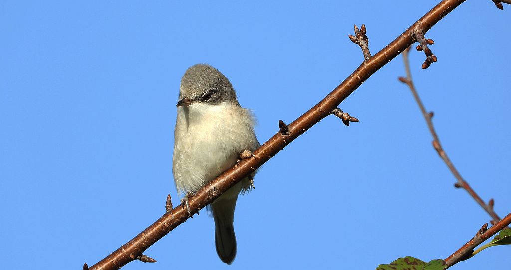 Piegża, piegża zwyczajna, gajówka piegża, pokrzewka piegża (Curruca curruca)