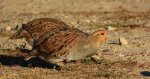 Kuropatwa zwyczajna, kuropatwa (Perdix perdix)