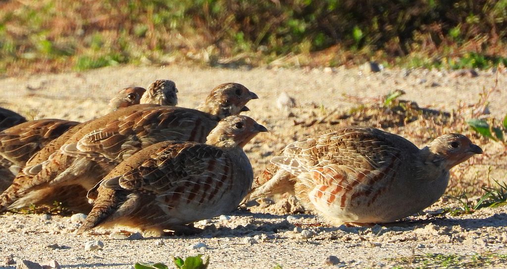 Kuropatwa zwyczajna, kuropatwa (Perdix perdix)