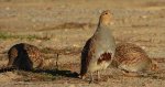 Kuropatwa zwyczajna, kuropatwa (Perdix perdix)