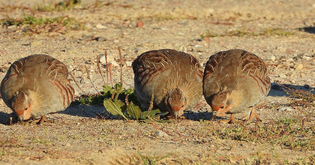 Kuropatwa zwyczajna, kuropatwa (Perdix perdix)