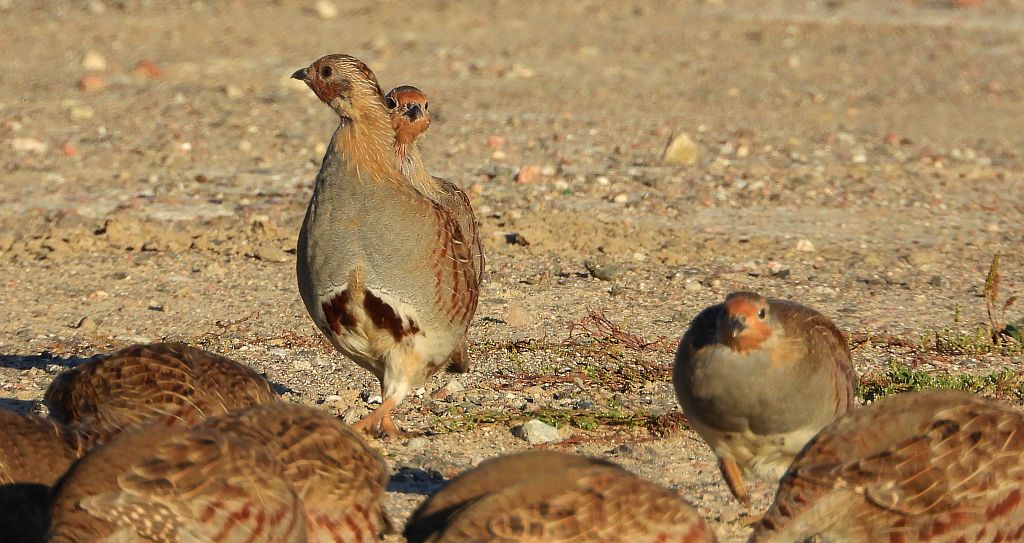 Kuropatwa zwyczajna, kuropatwa (Perdix perdix)