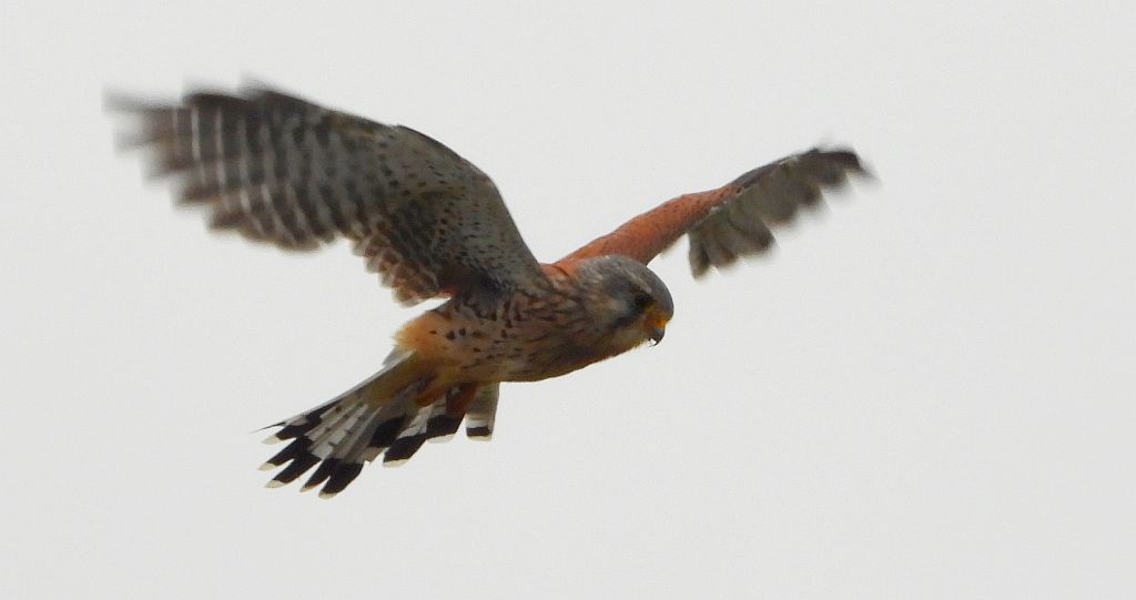 Pustułka (Falco tinnunculus)